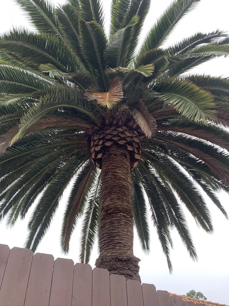 Custom outdoor landscaping in San Diego, CA by Velez’s Landscaping And Lawn Service