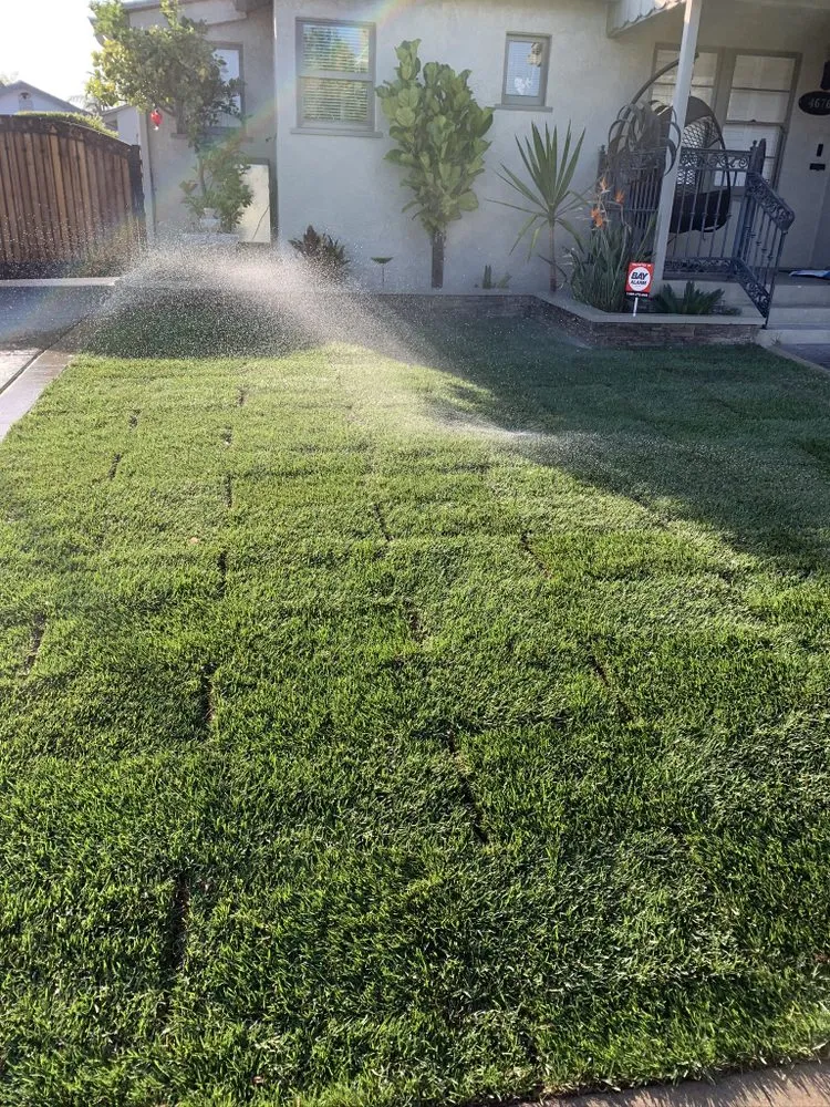 Local yard cleanup service for year-round maintenance across San Diego, CA - Velez’s Landscaping And Lawn Service