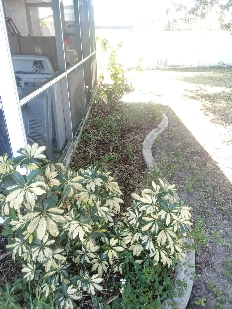 Custom outdoor landscaping with custom design in Cape Coral, FL by Velezs Lawn Care