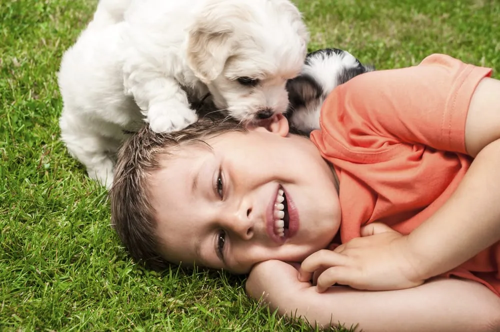 Custom landscape installation in Wakefield, MA by Velvet Green Organic Lawn Care