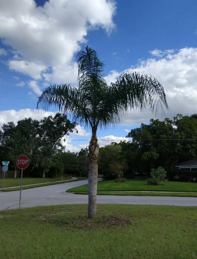 Top-rated yard cleanup service for outdoor upgrades in Alafaya, FL by Velvet Yard Landscaping