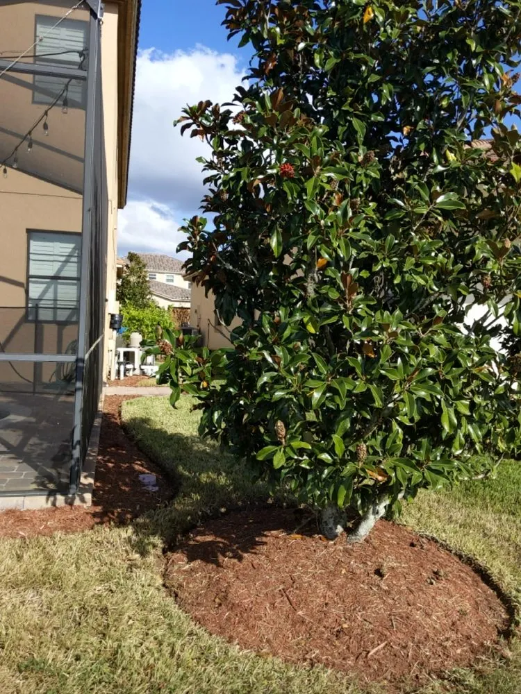 Local yard cleanup service in Alafaya, FL by Velvet Yard Landscaping