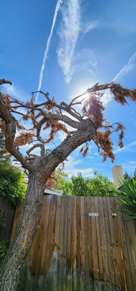 Custom yard maintenance in Bakersfield, CA - Venable's Tree Service