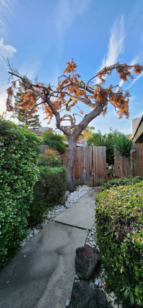 Expert landscaping services for year-round maintenance across Bakersfield, CA - Venable's Tree Service