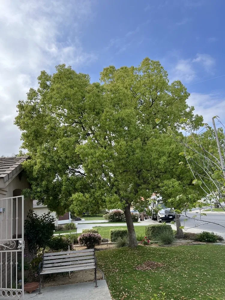 Local outdoor landscaping for beautiful yards across Bakersfield, CA - Venable's Tree Service