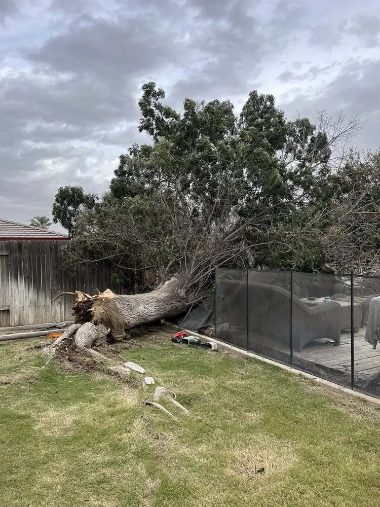 Local yard cleanup service in Bakersfield, CA by Venable's Tree Service