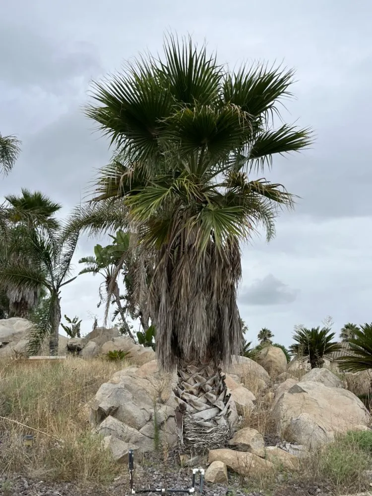 Expert residential landscaping in Corona, CA by Venegas Landscaping & Tree Service