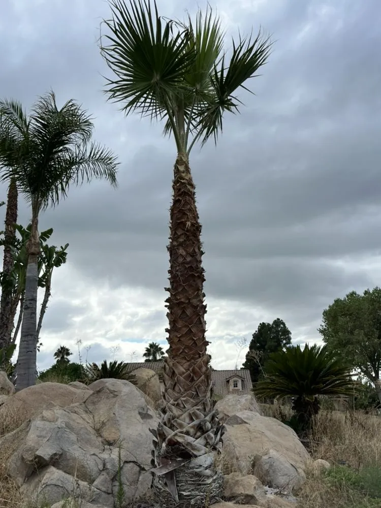 Affordable lawn care service in Corona, CA - Venegas Landscaping & Tree Service