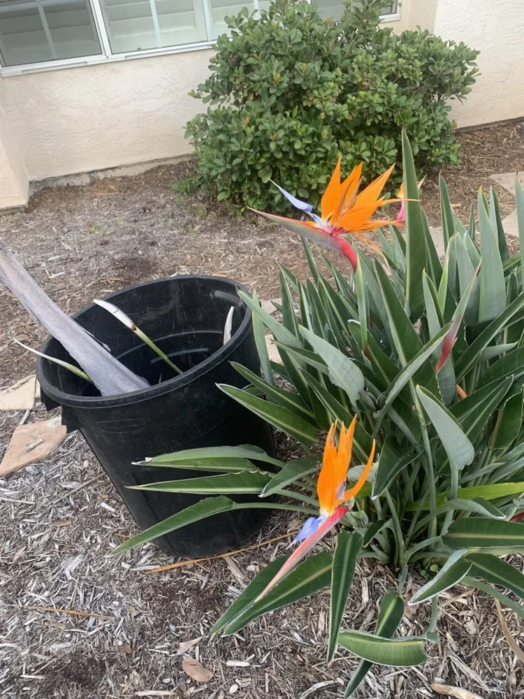 Affordable lawn mowing service in Vista, CA - Venegas Landscaping and Aerator Service