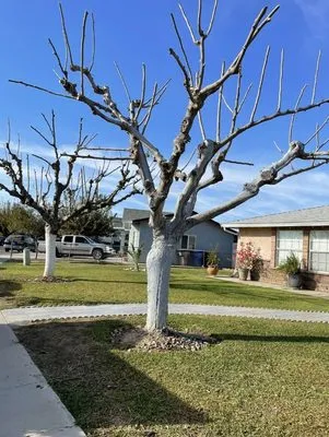 Venegas Lawn Care Services