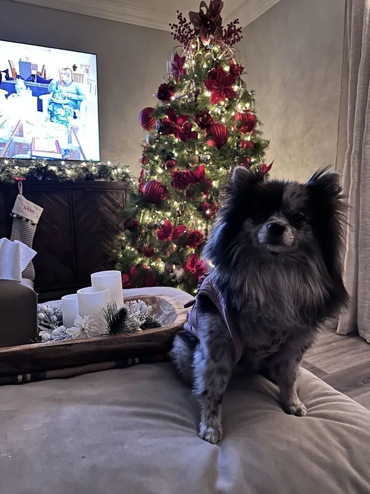 Professional garden landscaping for outdoor upgrades in Mineola, NY by Venezia Garden Center