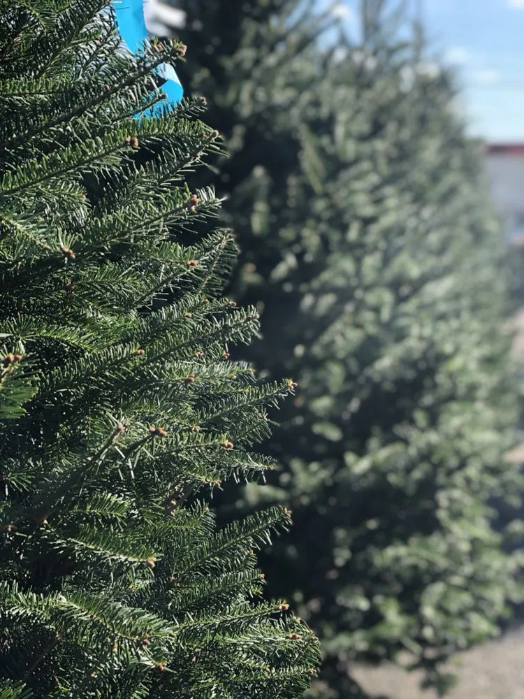 Expert garden landscaping for beautiful yards across Mineola, NY - Venezia Garden Center