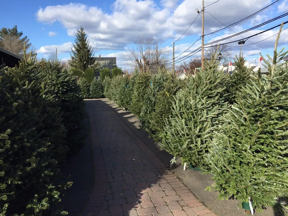 Trusted lawn care service with custom design in Mineola, NY by Venezia Garden Center