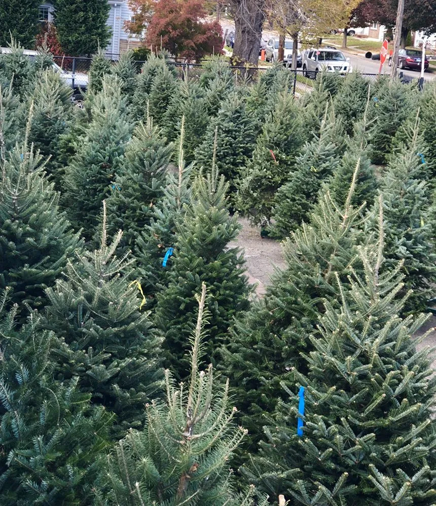 Reliable landscape installation in Mineola, NY - Venezia Garden Center