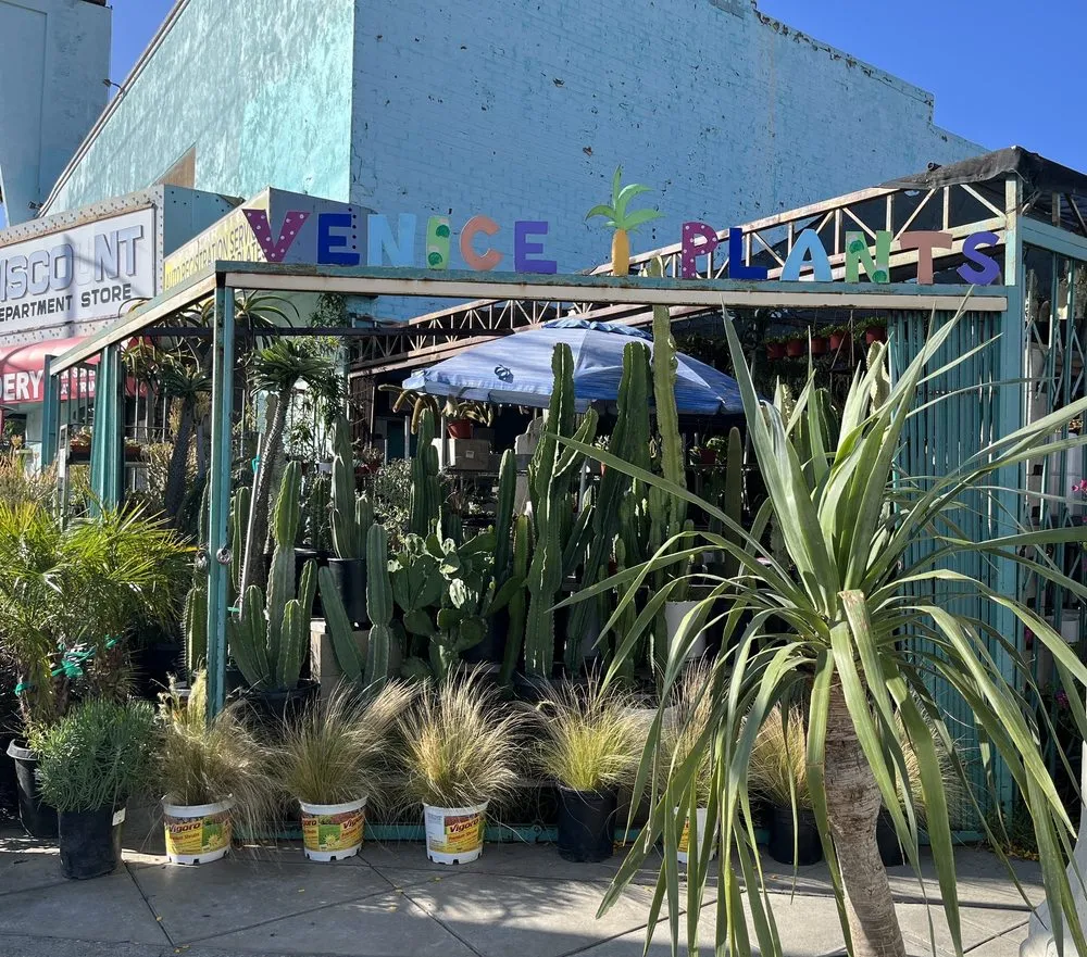 Affordable outdoor landscaping in Venice, CA - Venice Plants