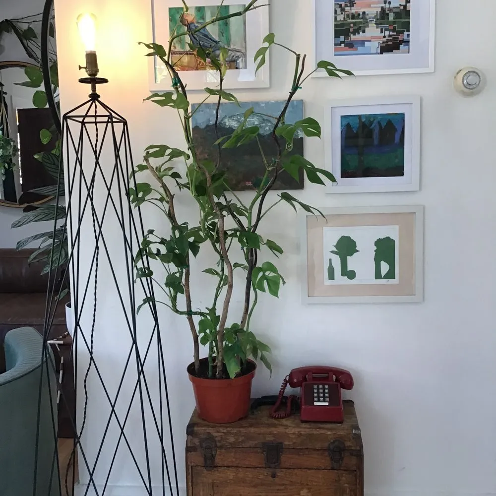 Affordable yard maintenance experts serving Venice, CA - Venice Plants