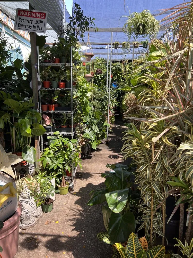 Professional yard maintenance for outdoor upgrades across Venice, CA - Venice Plants