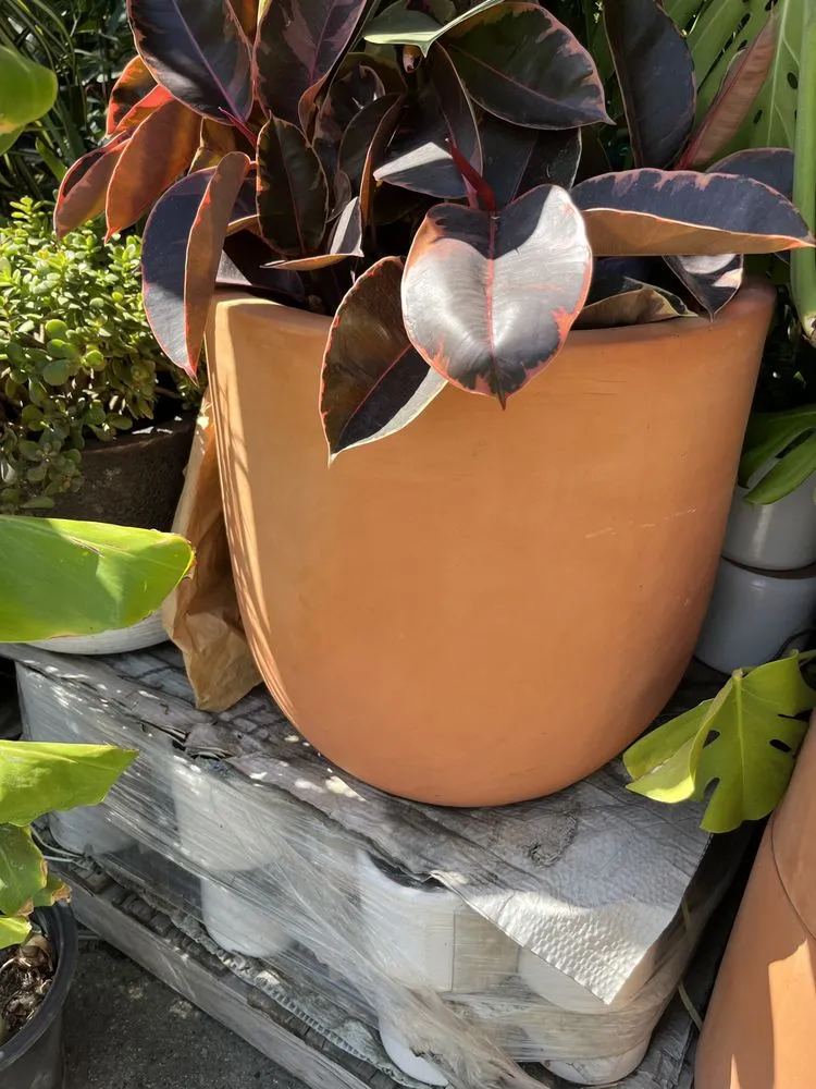 Top-rated landscaping services for homes across Venice, CA - Venice Plants