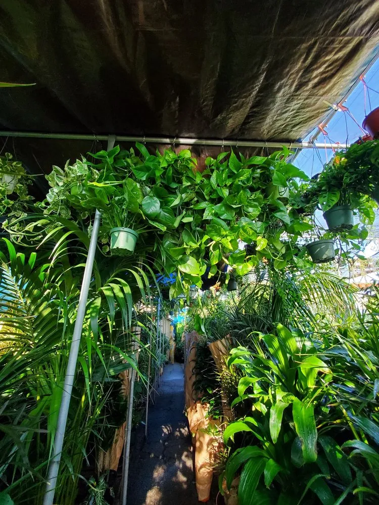 Local yard cleanup service for residential properties across Venice, CA - Venice Plants