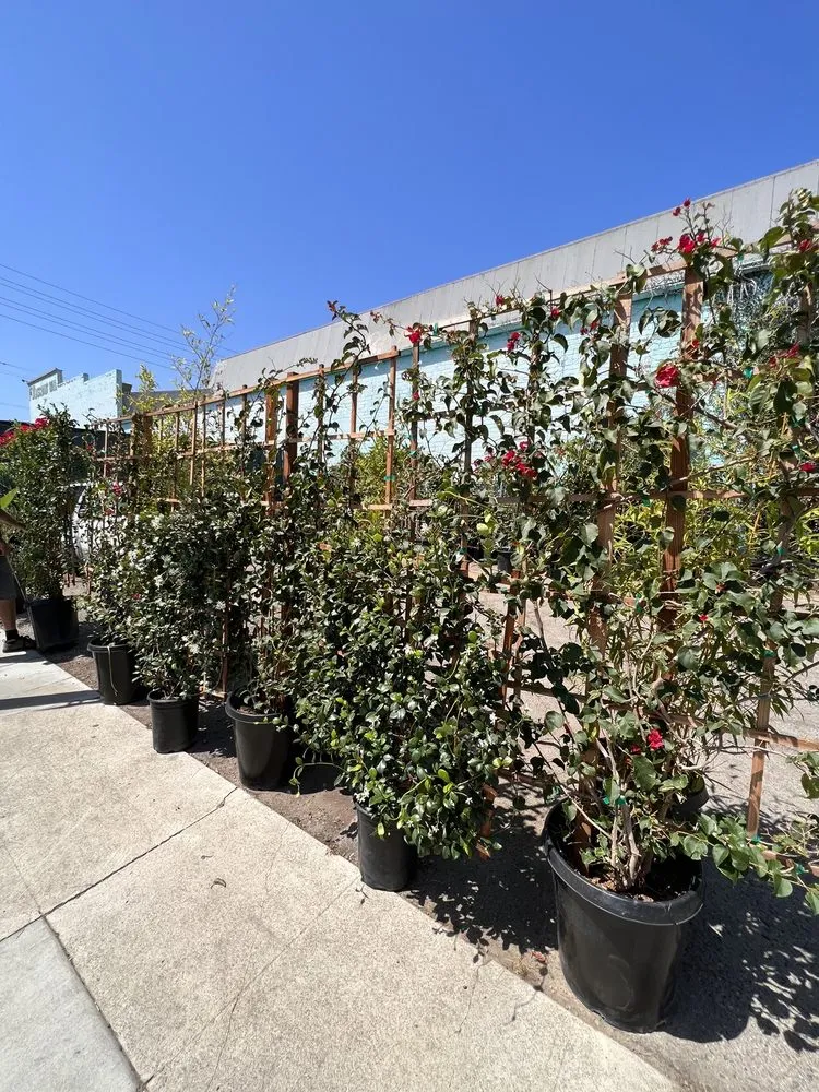 Top-rated lawn care service in Venice, CA - Venice Plants