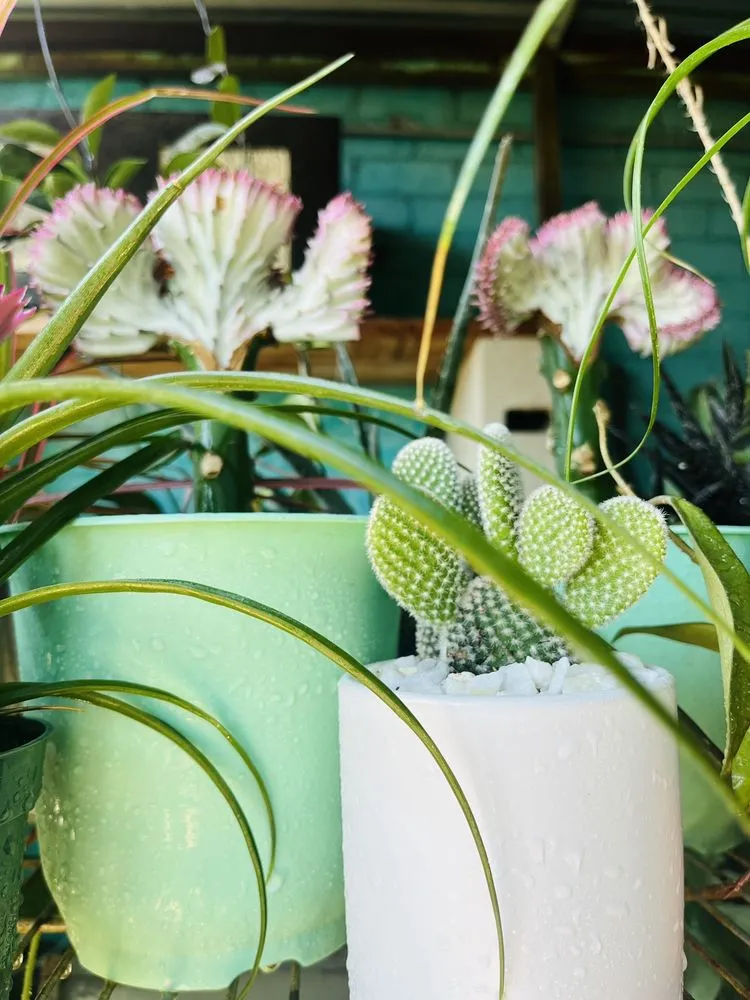 Affordable yard maintenance in Venice, CA - Venice Plants