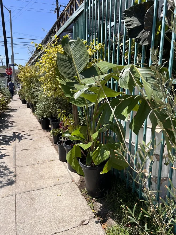 Custom garden landscaping in Venice, CA - Venice Plants