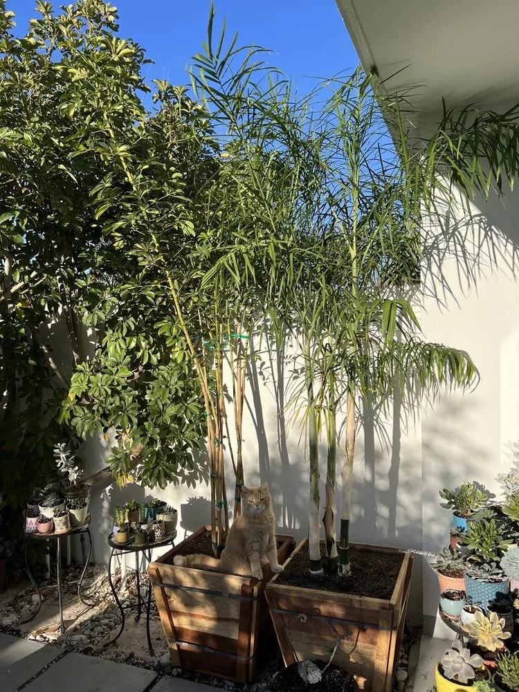 Professional yard cleanup service for residential properties across Venice, CA - Venice Plants
