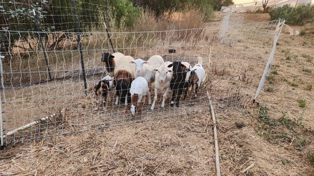 Expert yard maintenance for outdoor upgrades in Camarillo, CA by Ventura County Land Clearing