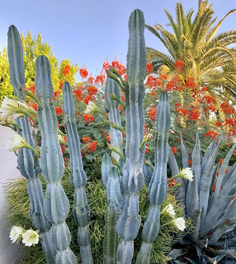 Reliable lawn care service in Phoenix, AZ by Ventura Landscaping Services