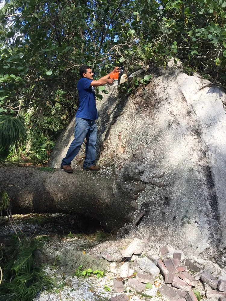 Trusted lawn mowing service in Sarasota, FL by Ventura Tree and Lawn Service