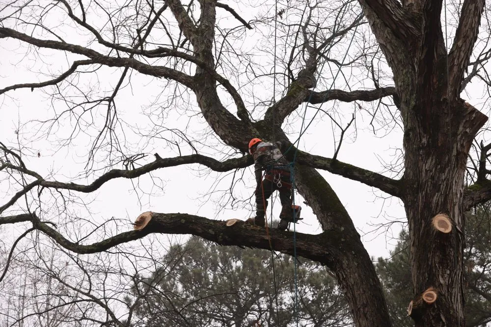 Local lawn care service in Snellville, GA by Ventura Tree Service And Landscaping
