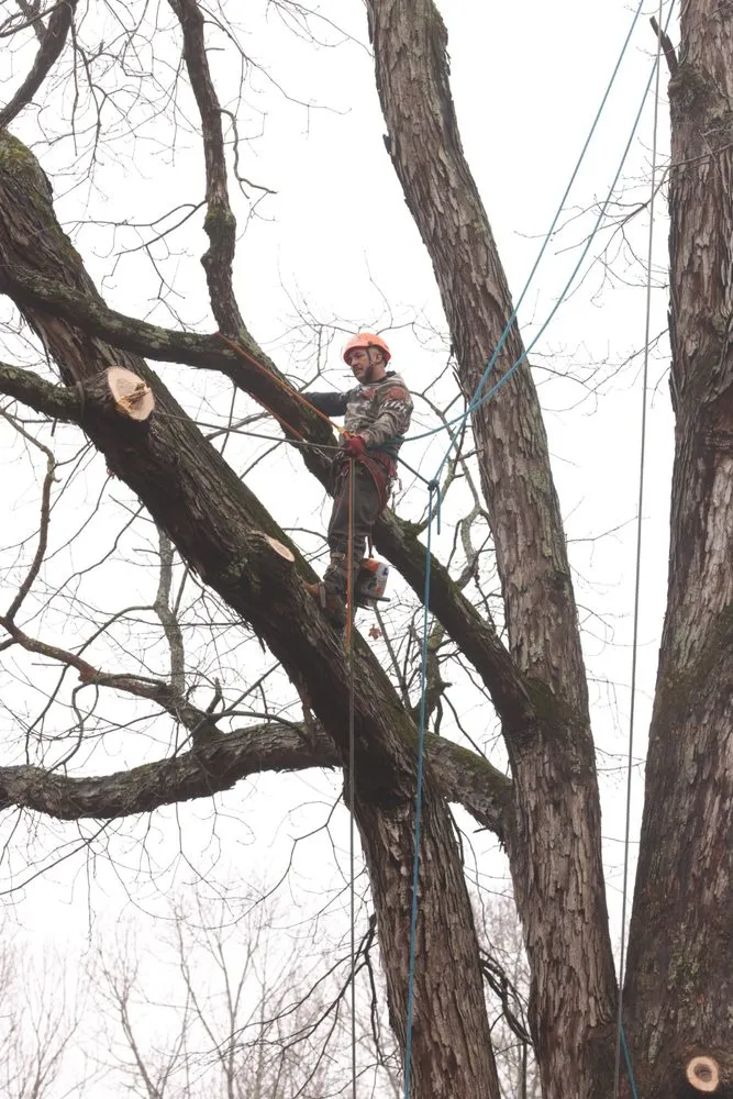 Professional residential landscaping experts serving Snellville, GA - Ventura Tree Service And Landscaping
