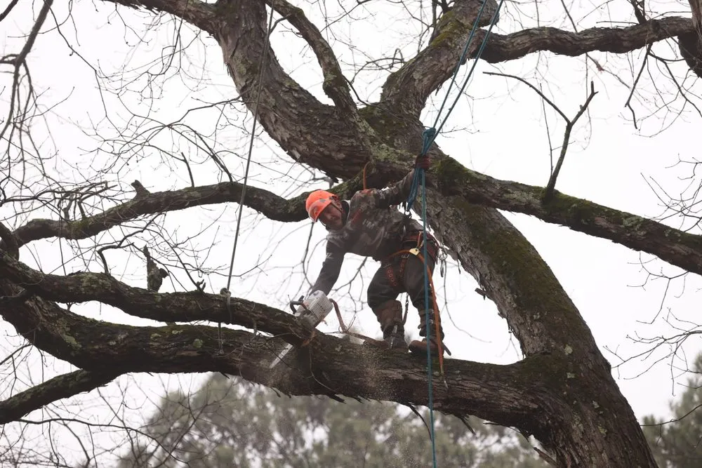 Affordable lawn care service experts serving Snellville, GA - Ventura Tree Service And Landscaping