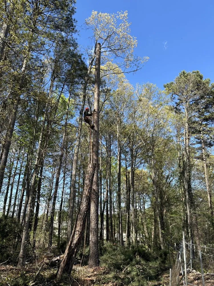 Affordable landscape installation in Snellville, GA by Ventura Tree Service And Landscaping