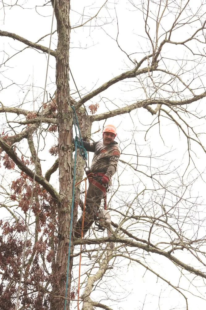 Professional lawn care service near you in Snellville, GA by Ventura Tree Service And Landscaping