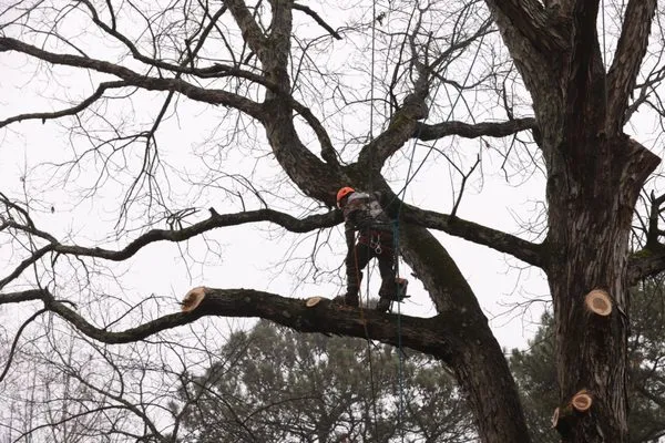 Ventura Tree Service And Landscaping Logo