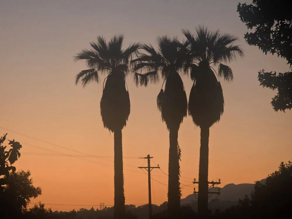 Top-rated landscape design experts serving Channel Islands Beach, CA - Ventura Tree Services