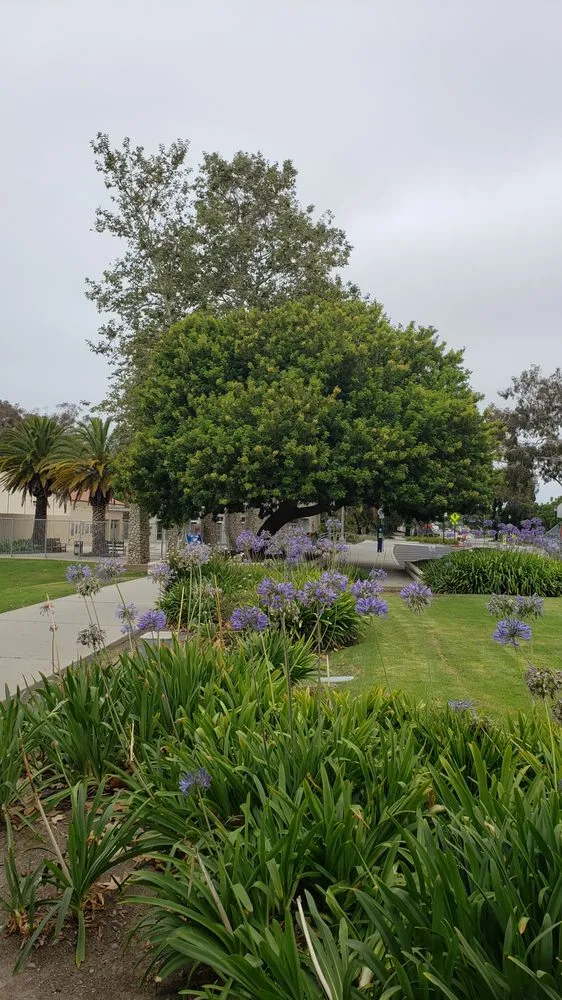 Affordable garden landscaping in Channel Islands Beach, CA - Ventura Tree Services