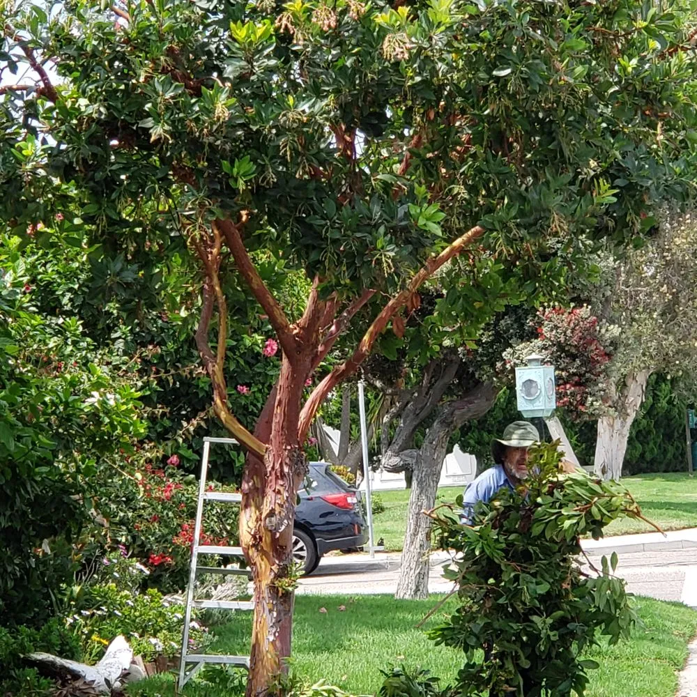 Local yard cleanup service with custom design in Channel Islands Beach, CA by Ventura Tree Services