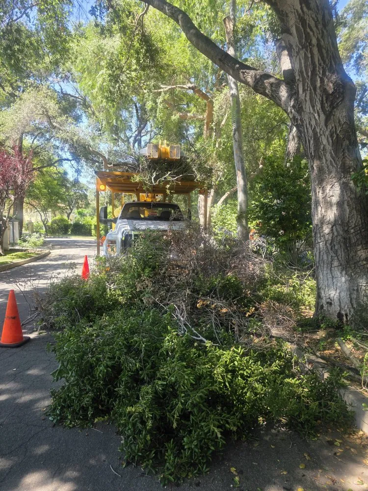 Expert lawn care service in Channel Islands Beach, CA - Ventura Tree Services