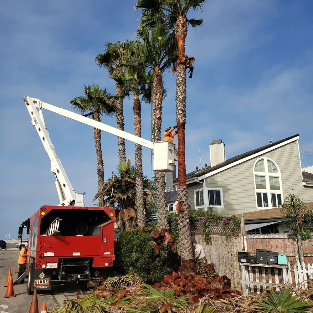 Local outdoor landscaping in Channel Islands Beach, CA by Ventura Tree Services