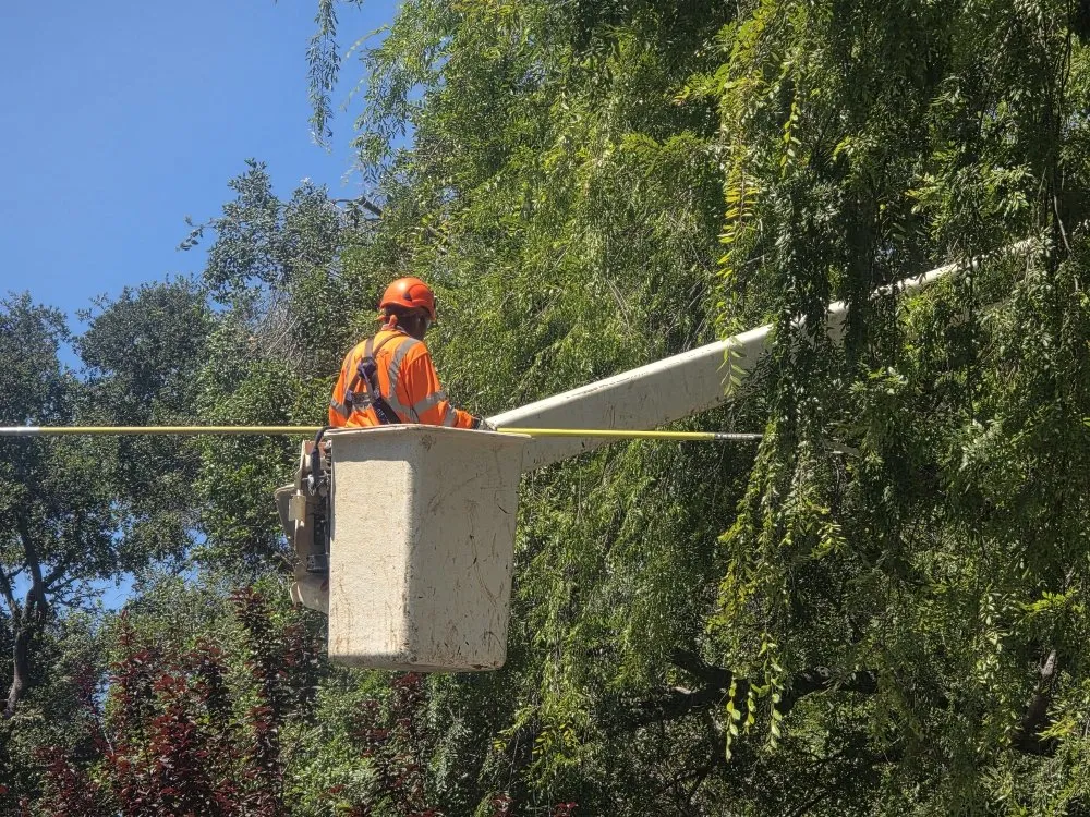 Reliable outdoor landscaping near you in Channel Islands Beach, CA by Ventura Tree Services