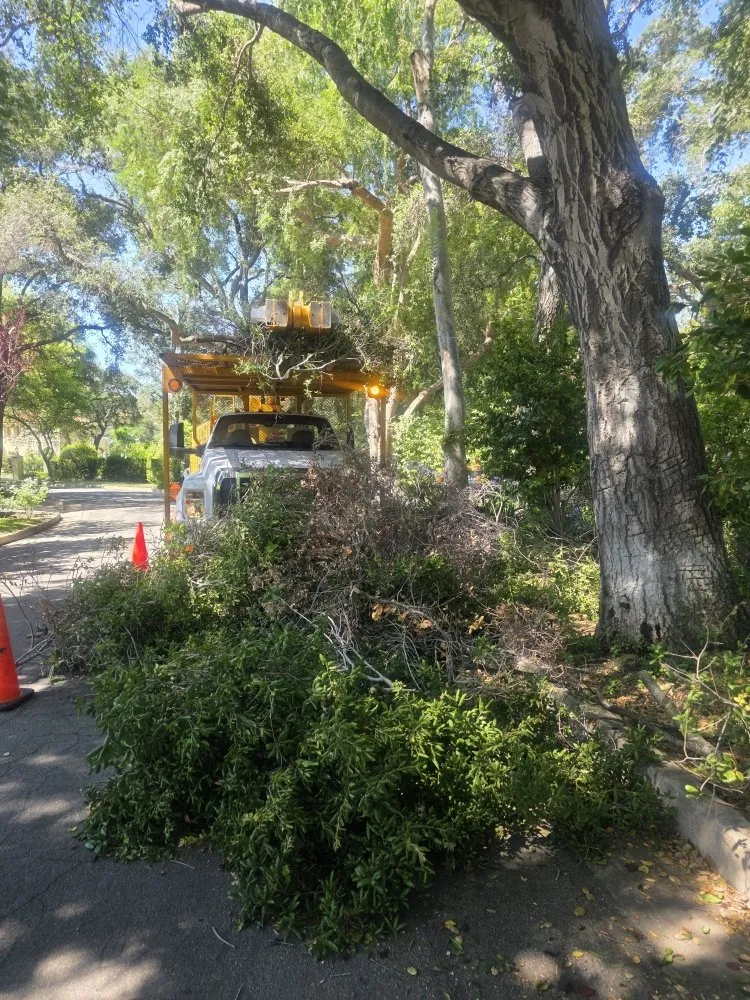 Trusted yard maintenance for residential properties across Channel Islands Beach, CA - Ventura Tree Services
