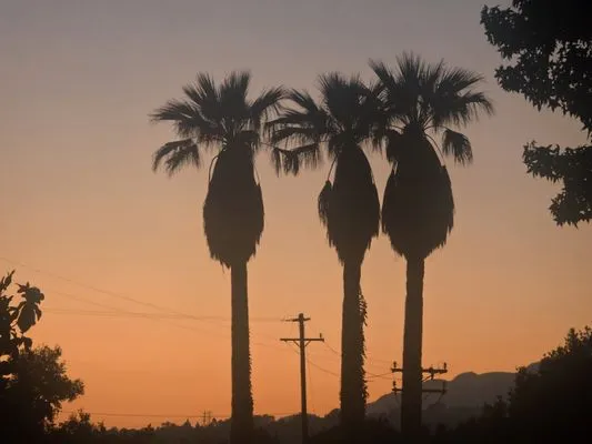 Ventura Tree Services