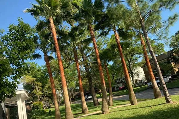Affordable outdoor landscaping for homes across Conroe, TX - Ventura's Tree Services