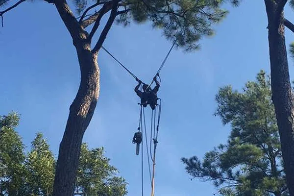 Expert lawn care service experts serving Conroe, TX - Ventura's Tree Services