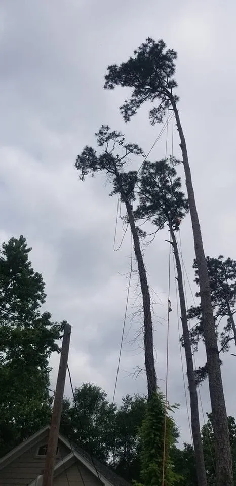 Custom landscape installation experts serving Conroe, TX - Ventura's Tree Services