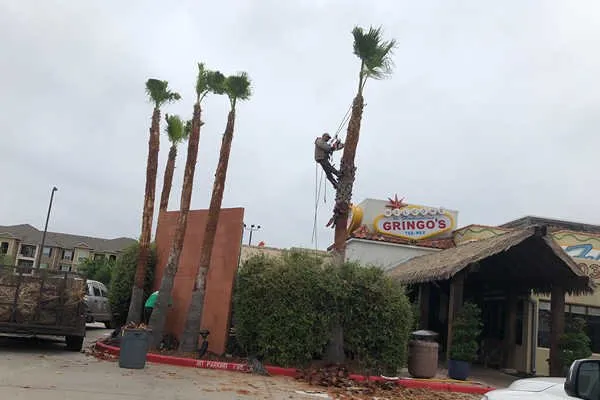 Top-rated lawn mowing service for year-round maintenance across Conroe, TX - Ventura's Tree Services