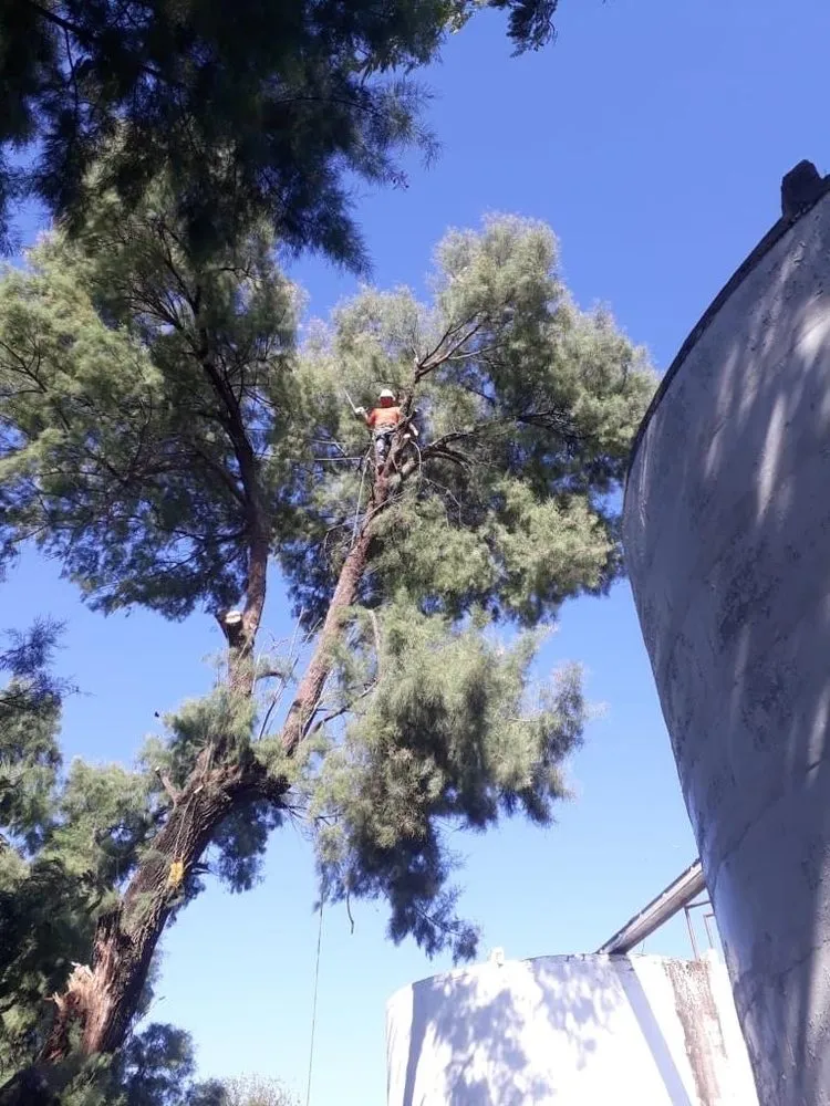 Local landscaping services in Conroe, TX by Ventura's Tree Services