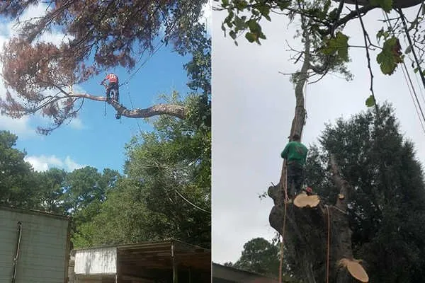 Professional residential landscaping with custom design across Conroe, TX - Ventura's Tree Services